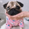 ANIMALITOS VARIADOS 🌸🐽 16