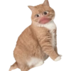 STICKERS GATOS SIN CONTEXTO😻 7