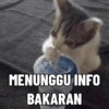 Tahun Baru versi Kucing 11