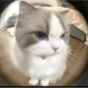 Cat 17