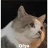 Ofya