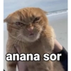 anana sor