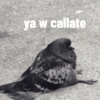 Gatosss 20