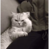 Annoyed Cat