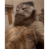 Monkey's  13