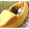 CatscatacatsDIECI 29