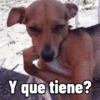Cosas de Perritos 2🤎🐶✨ 5