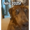 Año Nuevo meme random🎉✨️ 2
