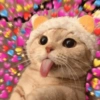 Gatitos Amor 😍 7
