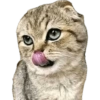 Gatitos Reacciones 3.0  9