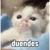 Gatitos Reacciones 3.0  7