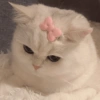 Gatinhos 6