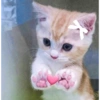 Meme kucing 13