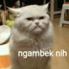 ngambek nih