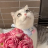 Gatitos🩷 6