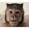 Monkey's  17