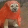 🐶Perritos para responder🐶 7