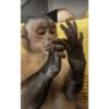 Chango  7