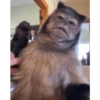 Chango  6