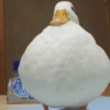 Patinho Fofo Reações 🦆 14