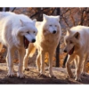 Animales locos 8