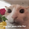 Más gatitos ♥️ 17