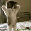 Gatinhos 11