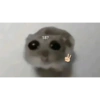Hamster desesperado 12