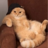 Cat 26
