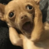 REAÇÕES DE CACHORROS 14
