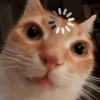 Gatitos Reacciones 3.0  5