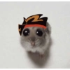 Hamster desesperado 18