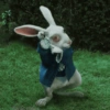 Rabbit on Grass