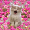 Cute baby cat🥺 7