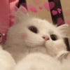 Gatitos Amor 😍 12