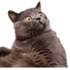 Dogs and Cats 20