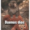 Punch 🐵 13