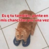 Es q tu también, ponte en mis chanclitas por una vez