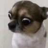 Memes 29 26