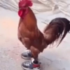 Vale a pena baixar esse 🪶🐓 7