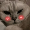 🐾Gatitos Cute🐈💖 8