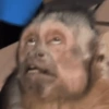 Macaquinhos memes 🤣🙈 13