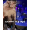 Schwe apoco si muy vrga