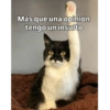 Más que una opinión tengo un insulto