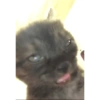 Cat Meme 7