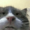 Cat meme funny 21