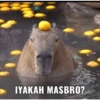 Capybara  18