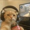 Gatinhos bizarramente fofos 8