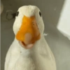 Patinho Fofo Reações 🦆 18