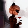 Cat noir 22